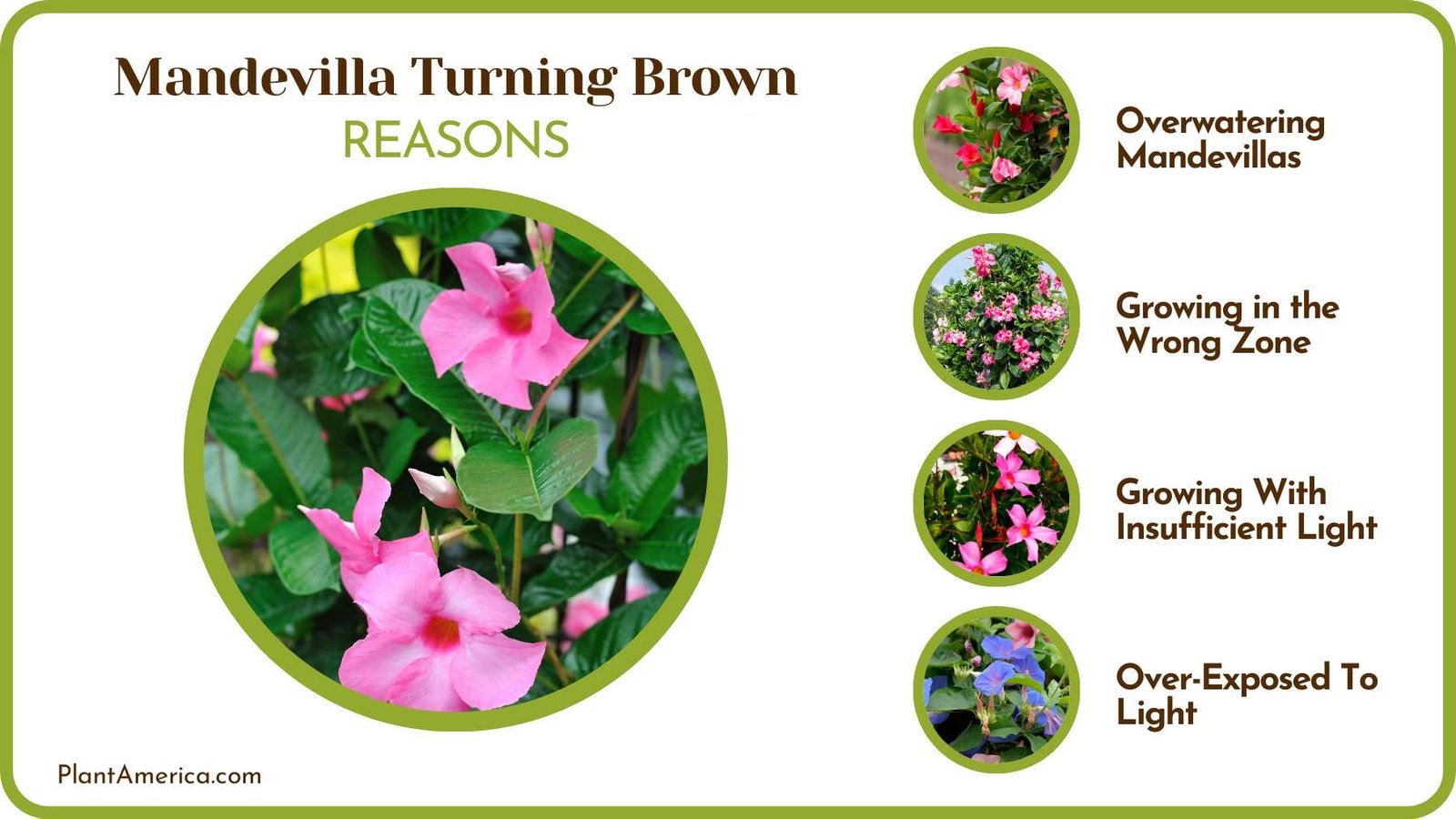 Cause of Leaves Turning Brown Plant America Cause of Leaves Turning Brown Plant America