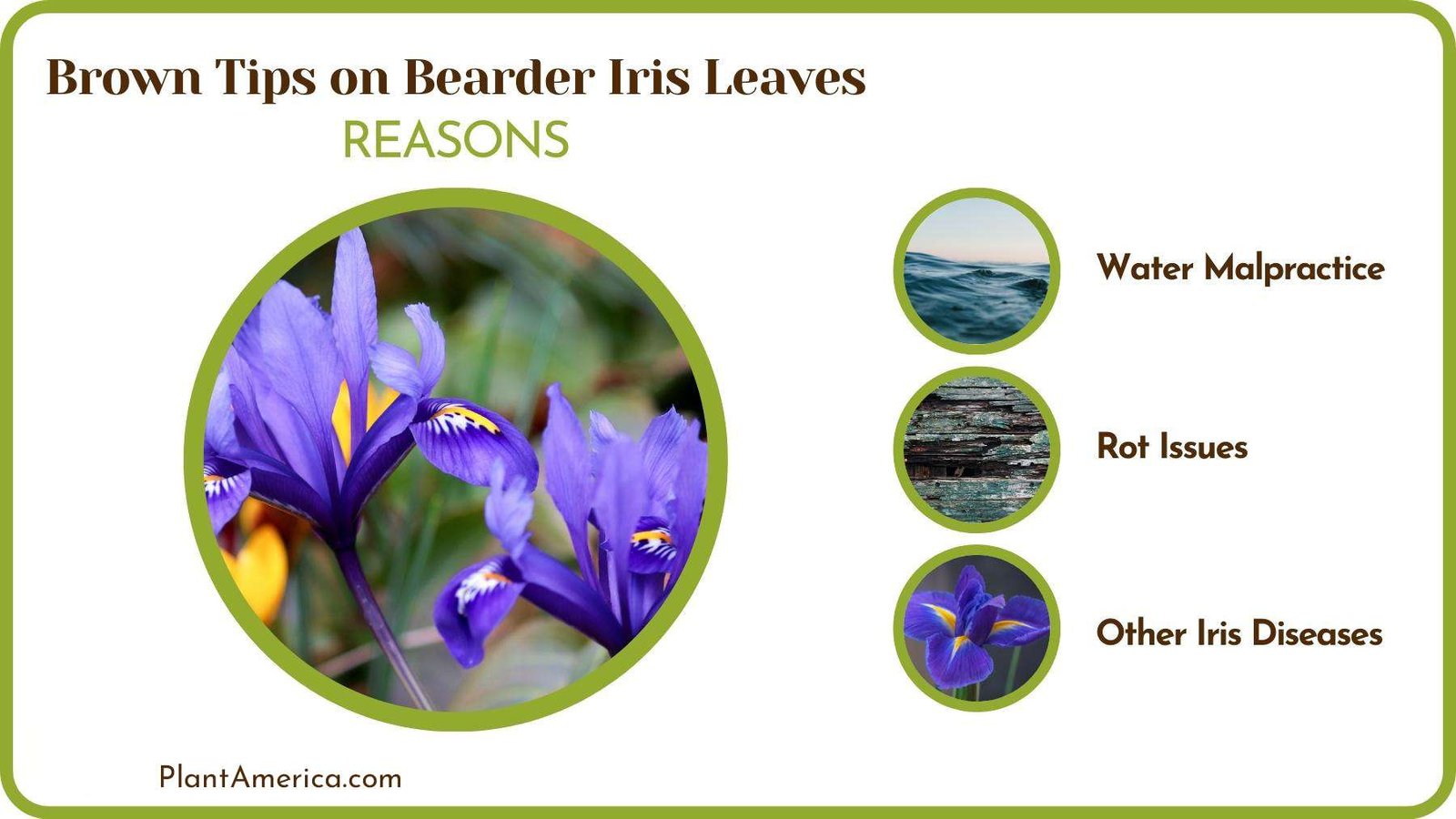 Causes of Brown Tips on Bearder Iris Leaves Plant America Causes of Brown Tips on Bearder Iris Leaves Plant America