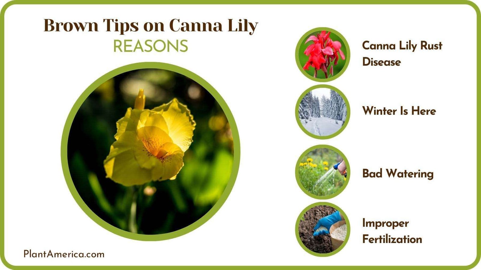 Causes of Brown Tips on Canna Lily Plant America Causes of Brown Tips on Canna Lily Plant America