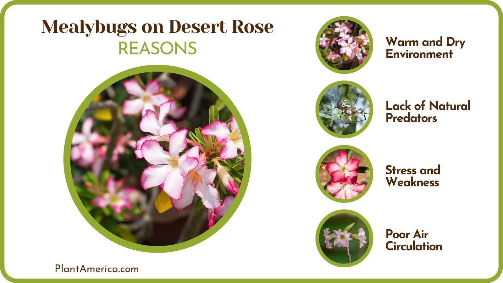 Causes of Mealybugs on Desert Rose Plant America Causes of Mealybugs on Desert Rose Plant America
