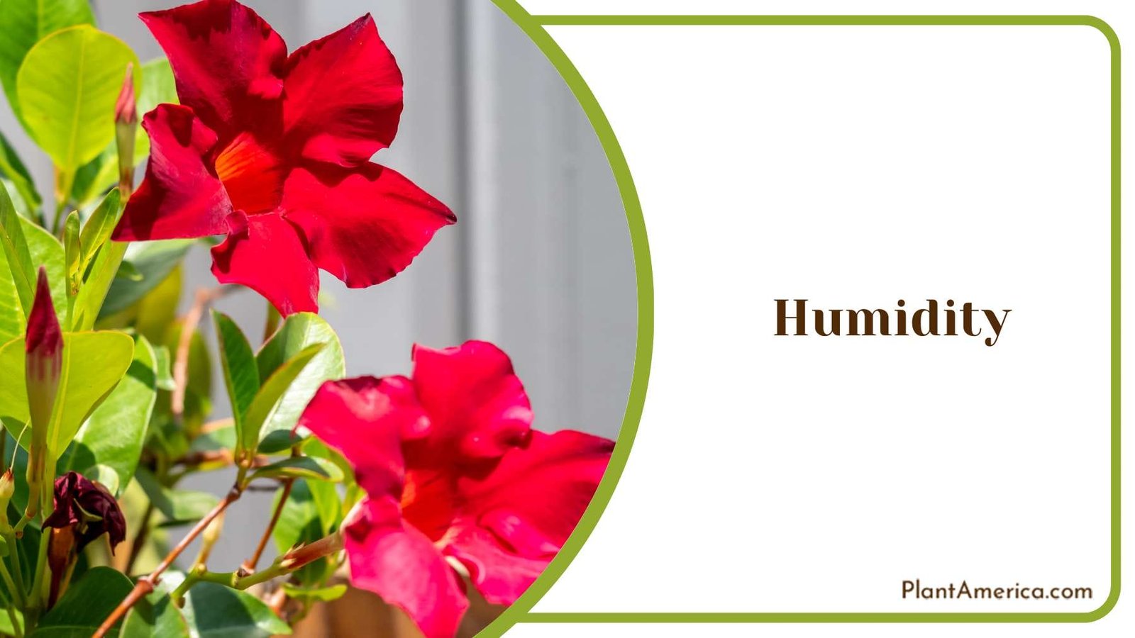Check the Humidity Plant America Check the Humidity Plant America
