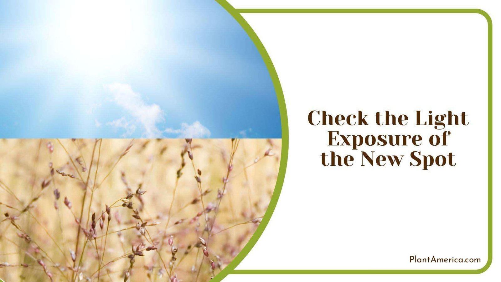 Checking Light Exposure of New Spot Plant America