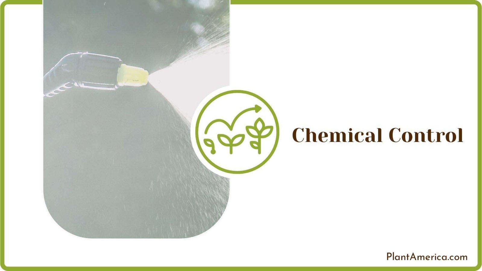 Chemical Control for Mealybugs Plant America Chemical Control for Mealybugs Plant America