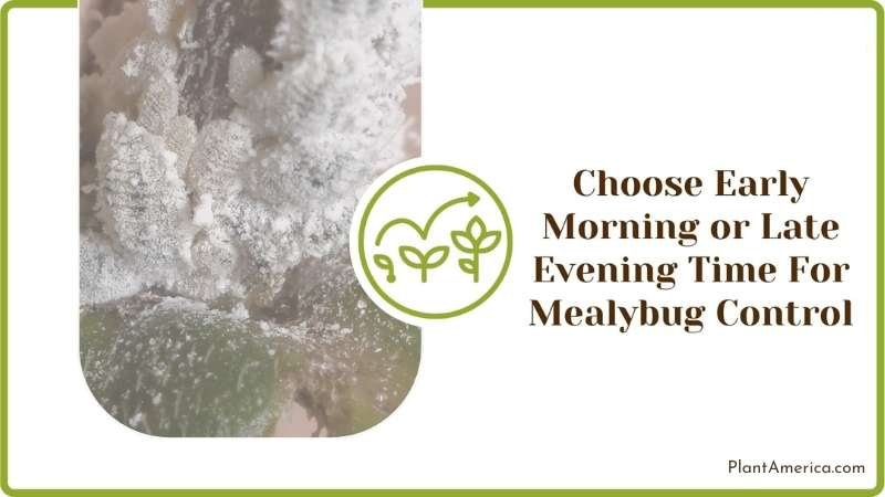 Choosing Early Morning or Late Evening Time For Mealybug Control Plant America