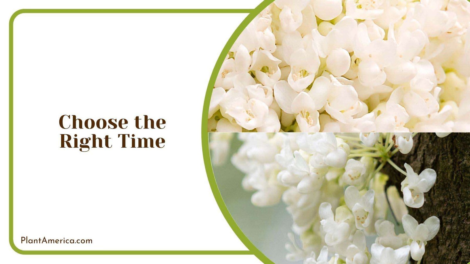 Choosing Right Time to Transplant White Bud Tree Plant America