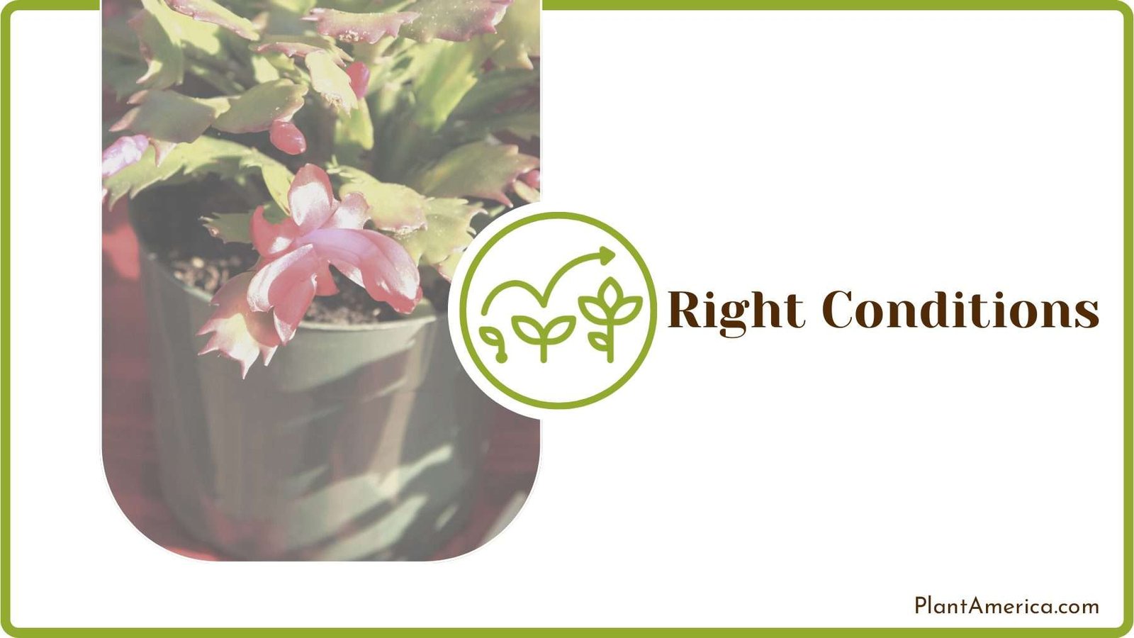 Christmas Cactus in Garden Plant America Christmas Cactus in Garden Plant America