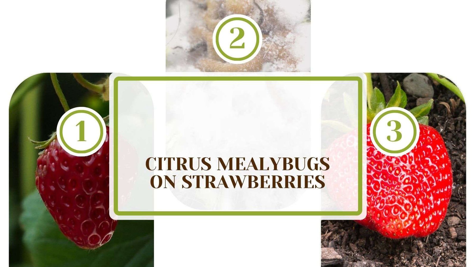 Citrus Mealybugs on Strawberries Plant America Citrus Mealybugs on Strawberries: How To Get Rid of Them