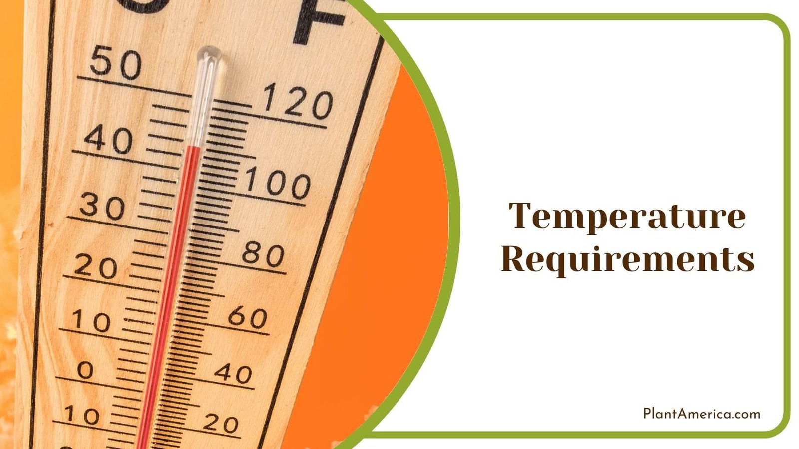 Close Shot Of a Thermometer Plant America