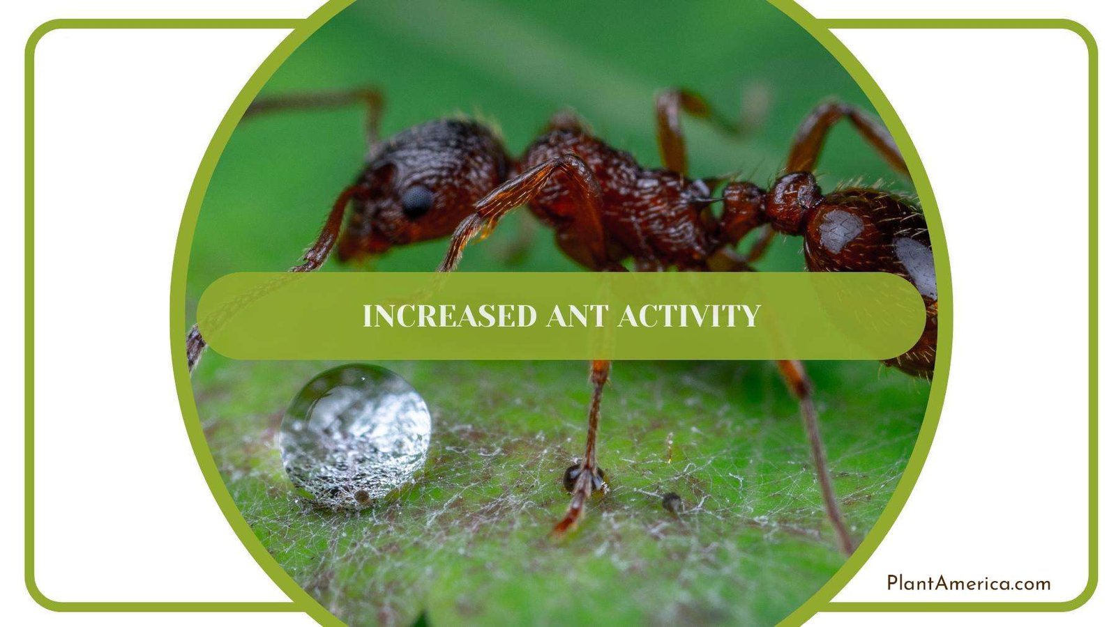 Close Up Of a Soldier Ant Beside a Drop Plant America