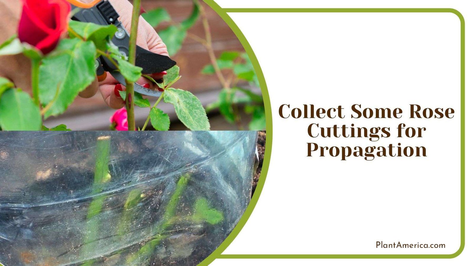 Collecting Some Rose Cuttings for Propagation Plant America