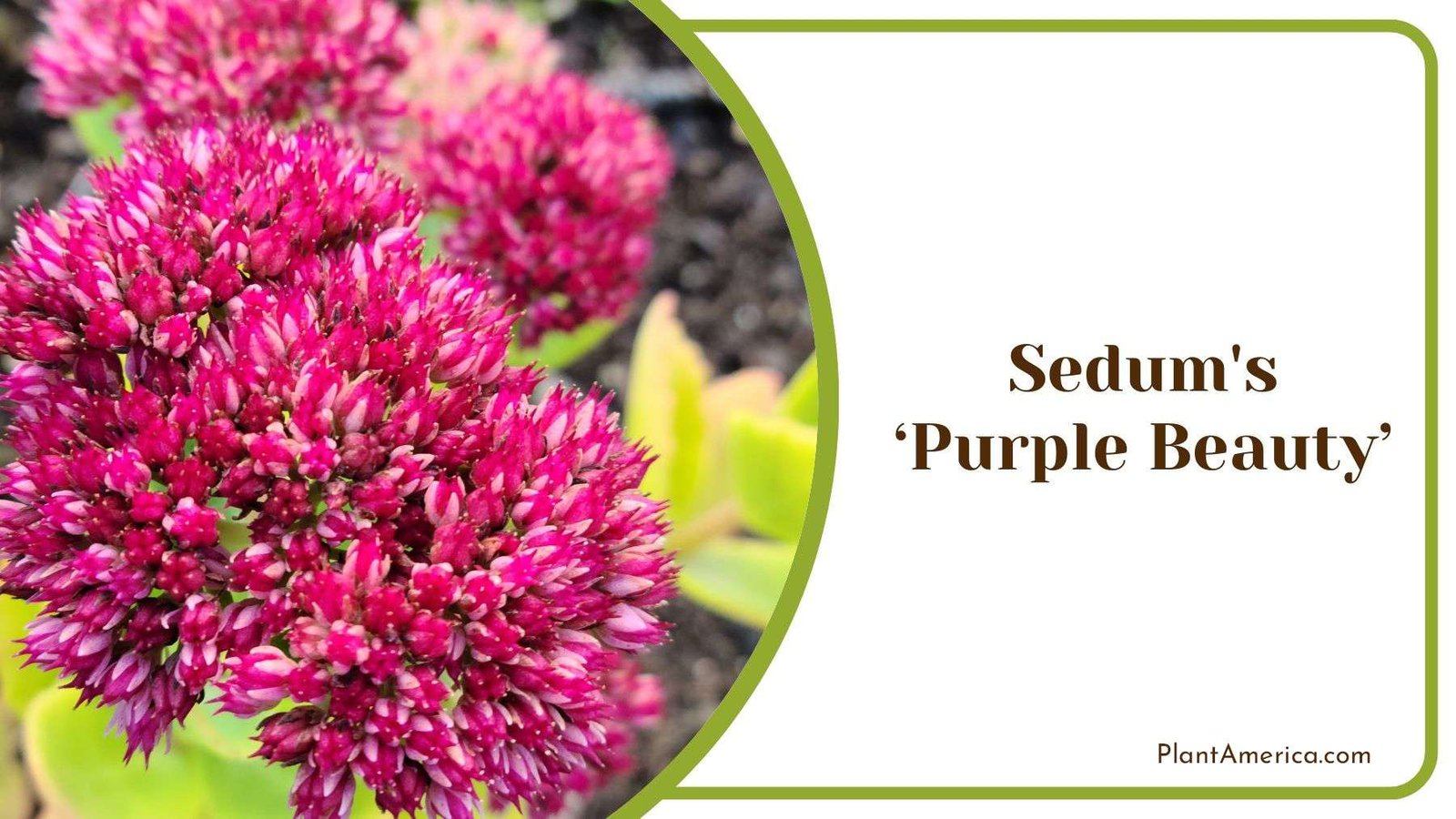 Common Pests in Sedum s Purple Beauty Plant America