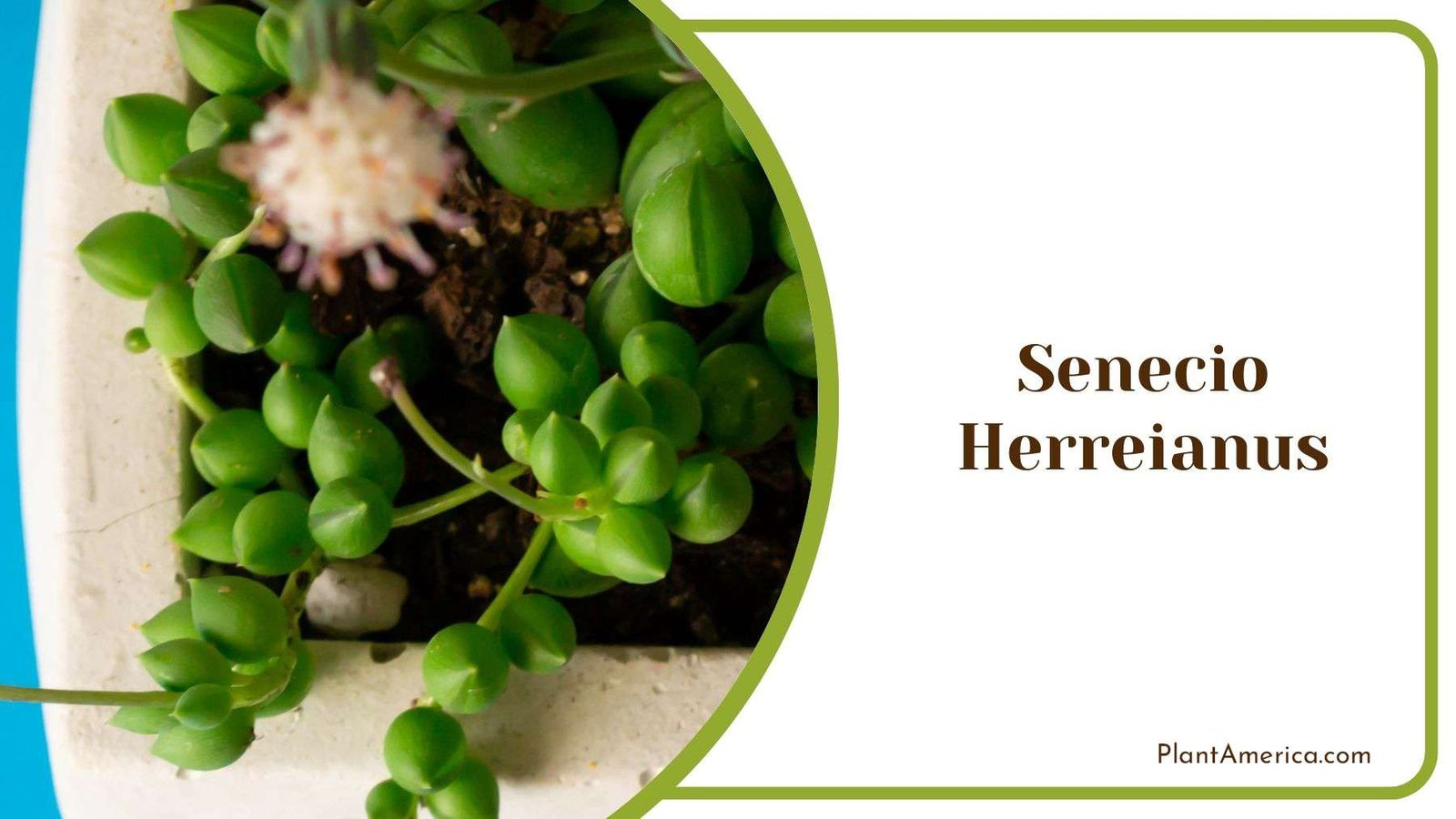 Common Pests in Senecio Herreianus Plant America