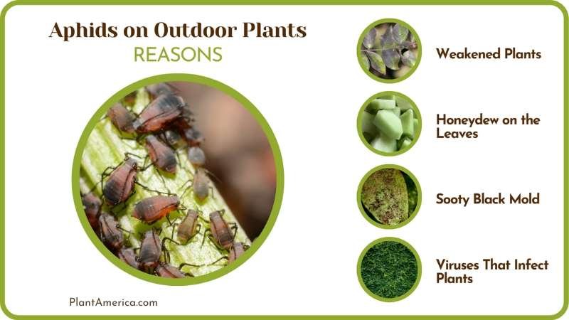 Common Signs of Aphid Damage Plant America