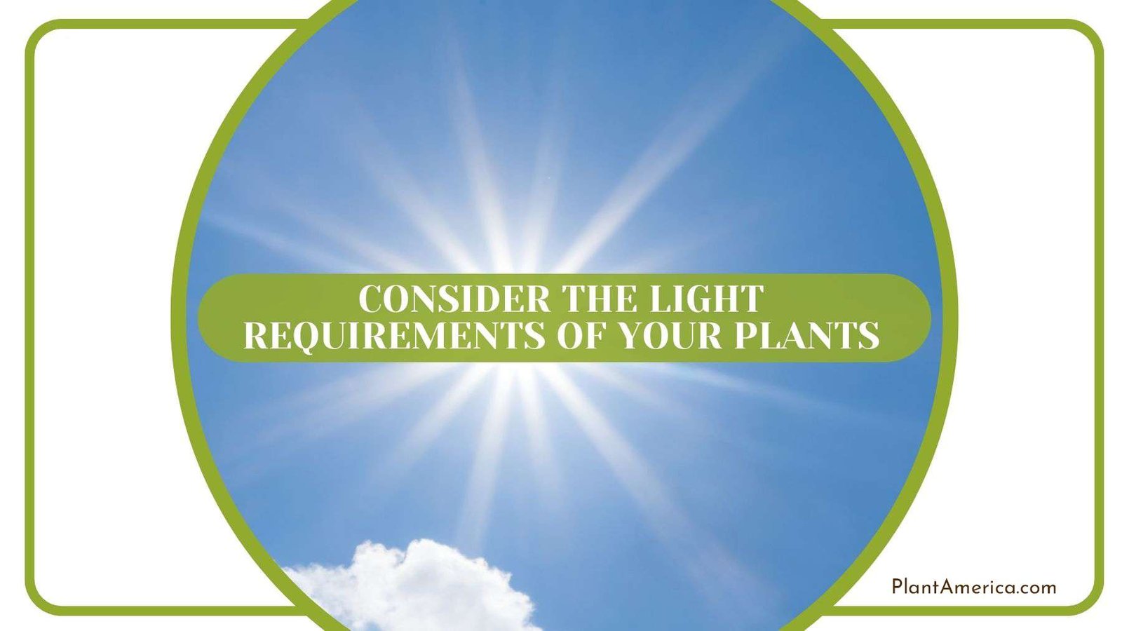 Considering Light Requirements of String of Pearls Plants Plant America