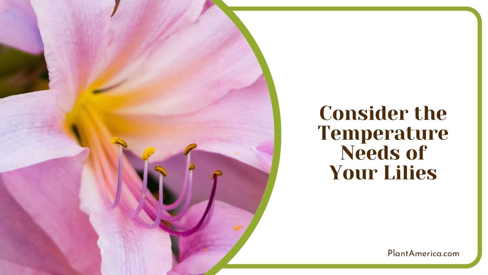 Considering Temperature Needs of Surprise Lilies Plant America