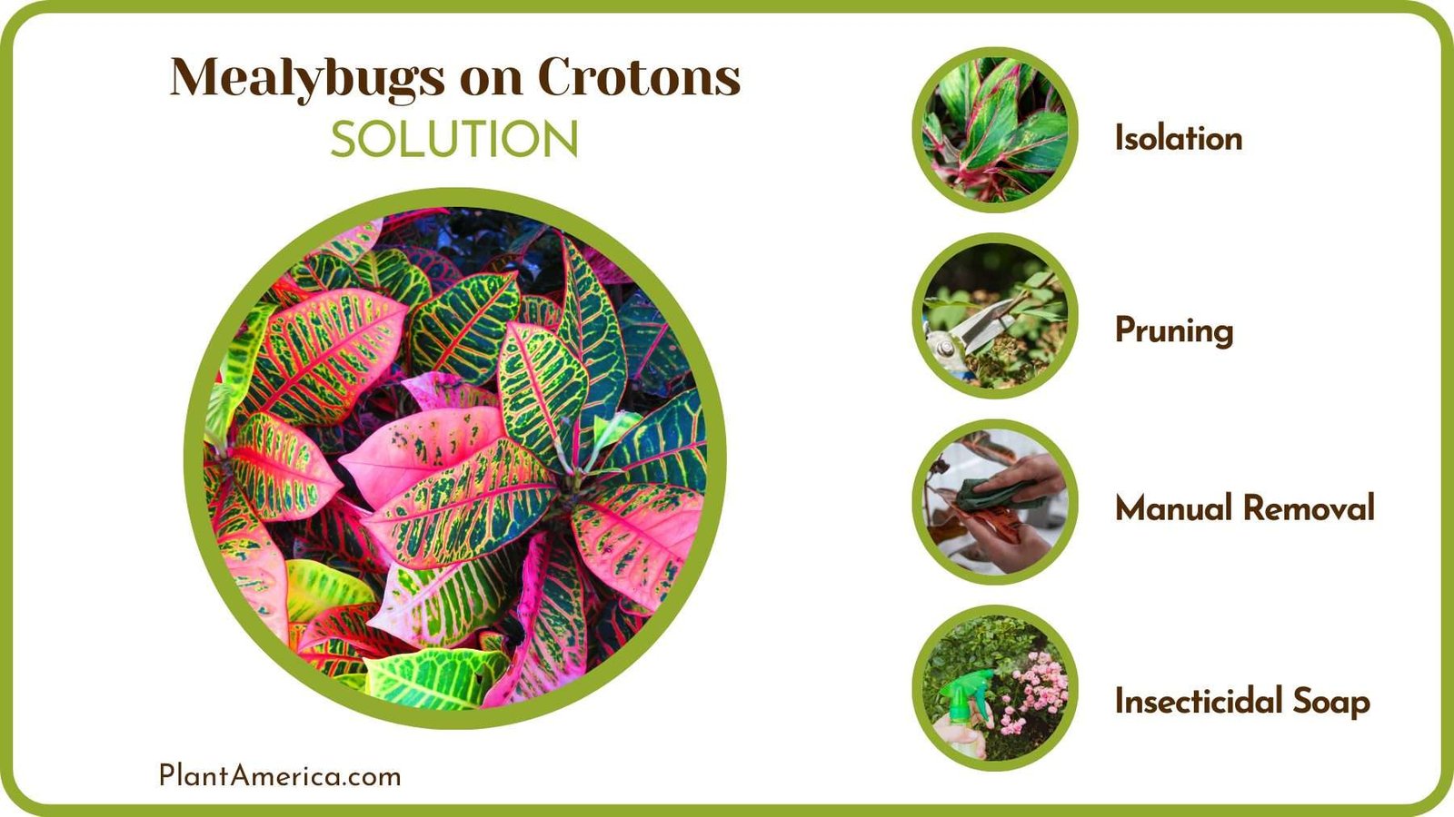 Control Mealybugs Found on Crotons Plant America