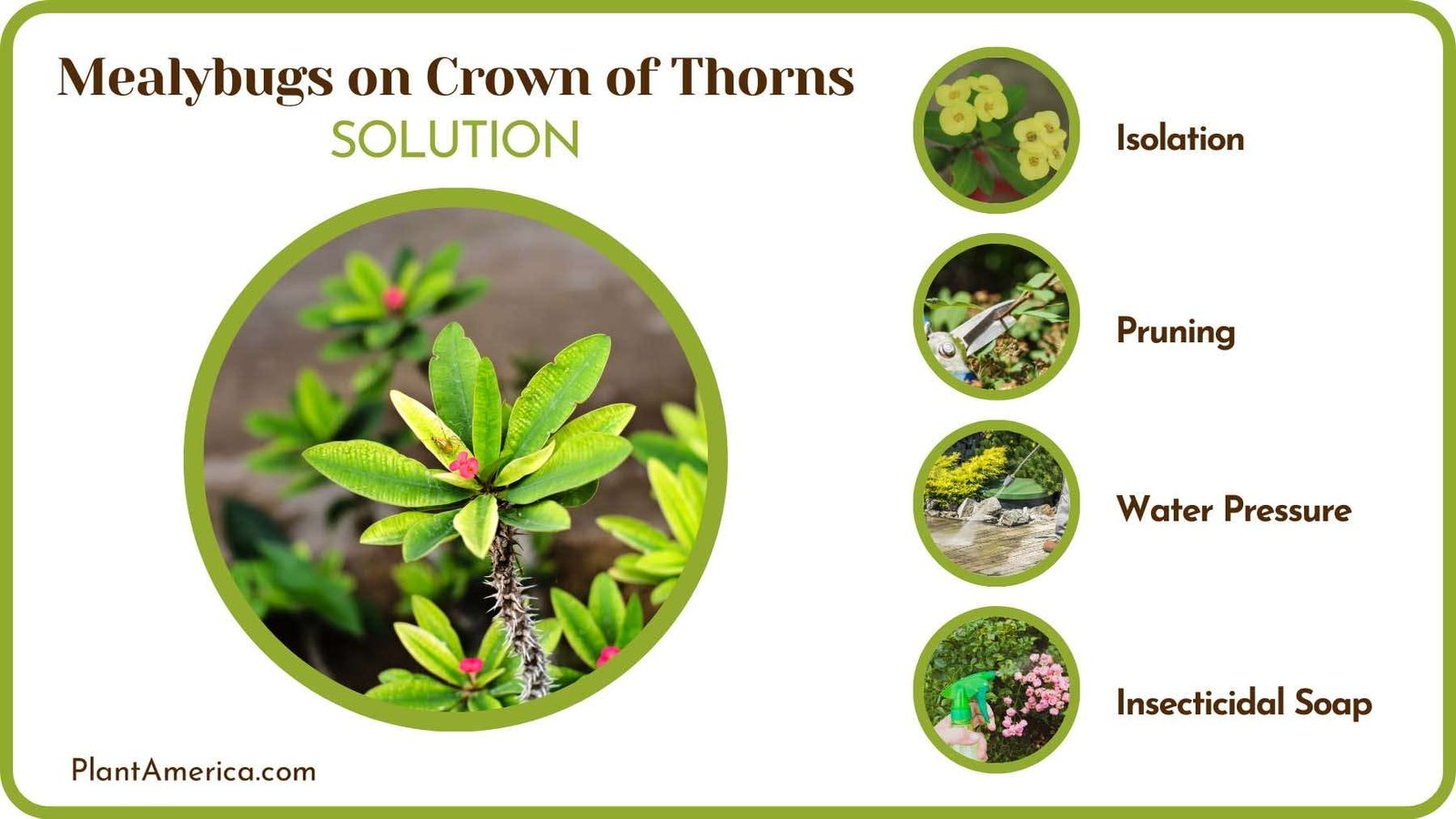 Control Mealybugs on Plant Plant America Control Mealybugs on Plant Plant America