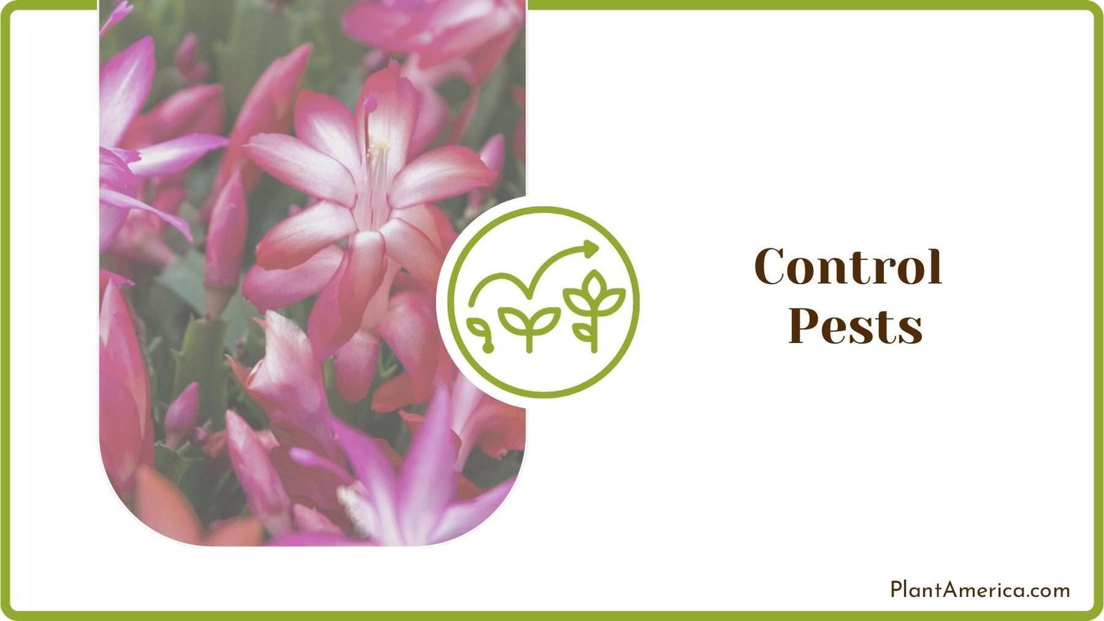 Control Pests on Cactus Plant America Control Pests on Cactus Plant America