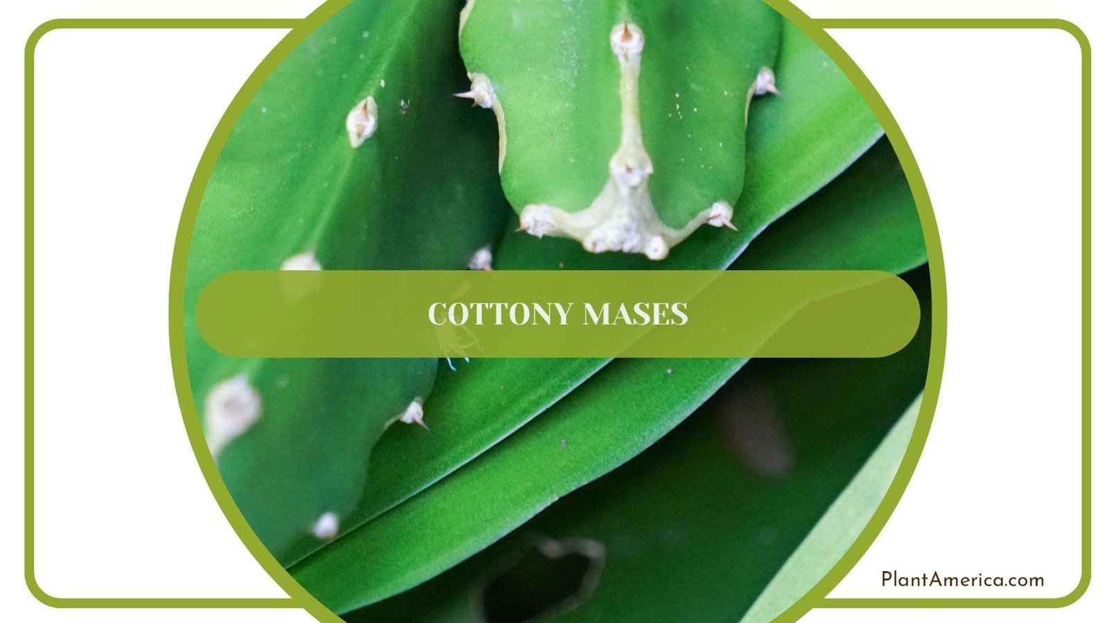 Cottony Mases A Result Of Mealybugs Plant America