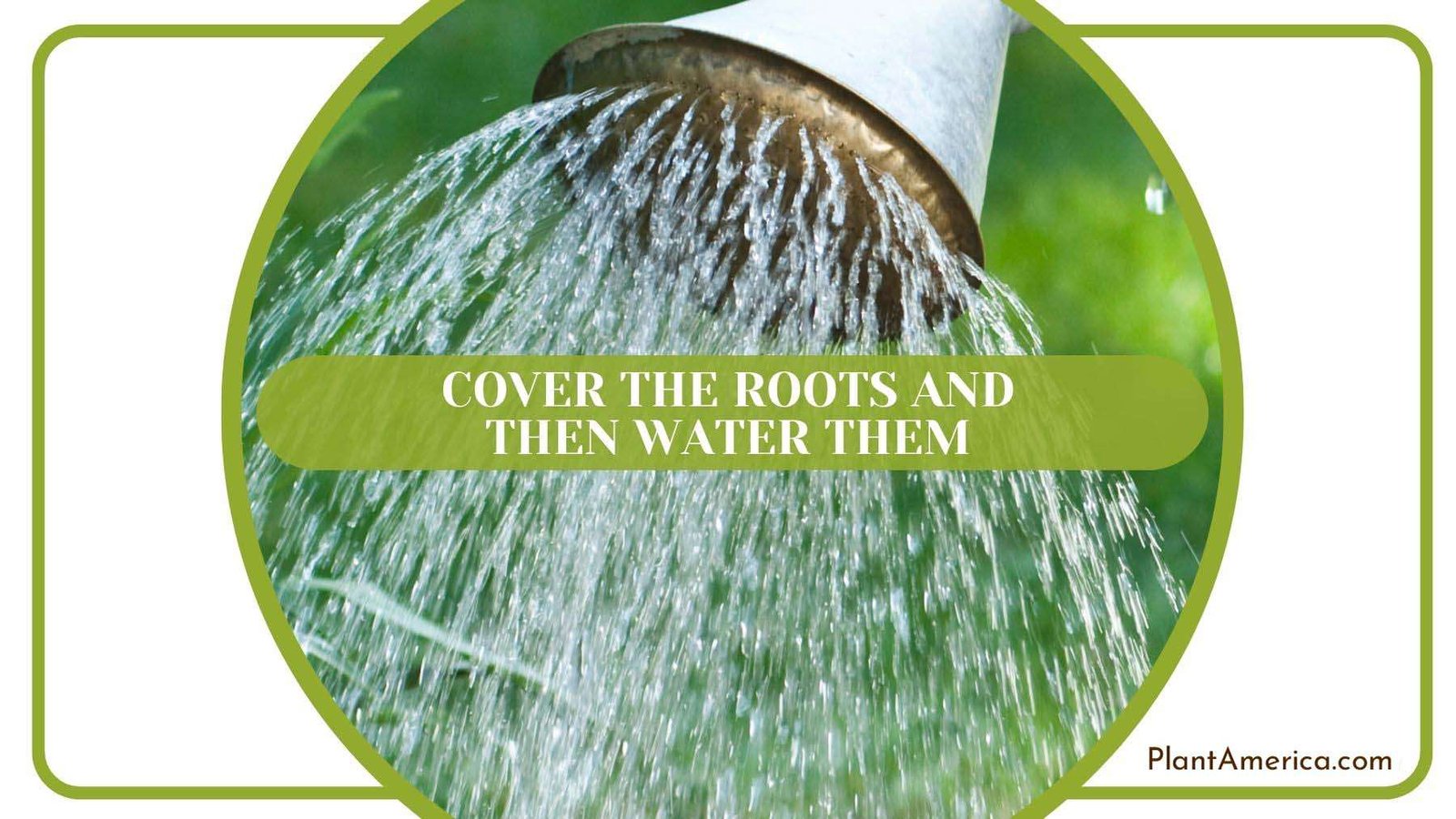 Covering Roots and Then Watering Them Plant America