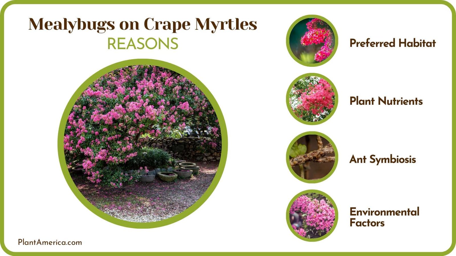 Crape Myrtle Plants Pest Problem Plant America Crape Myrtle Plants Pest Problem Plant America