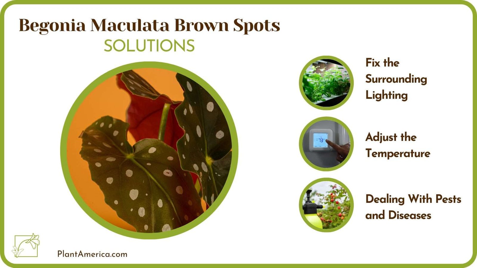 Cures Of Begonia Maculata Brown Spots Plant America