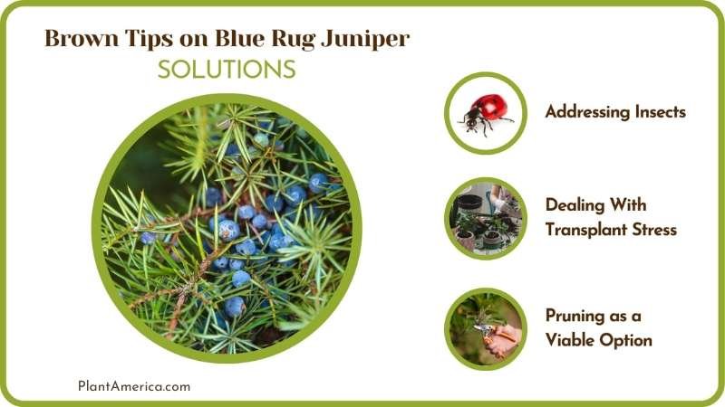 Cures of Brown Tips on Blue Rug Juniper Plant America