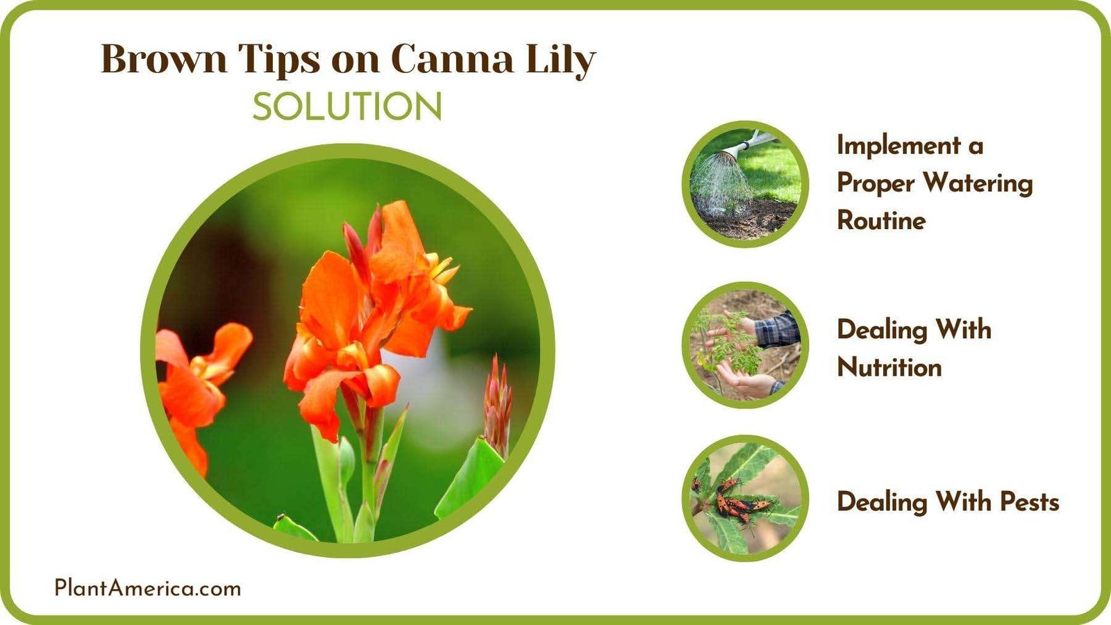 Cures of Brown Tips on Canna Lily Plant America Cures of Brown Tips on Canna Lily Plant America