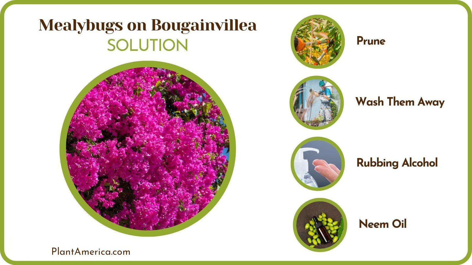 Cures of Mealybugs on Bougainvillea Plant America Cures of Mealybugs on Bougainvillea Plant America
