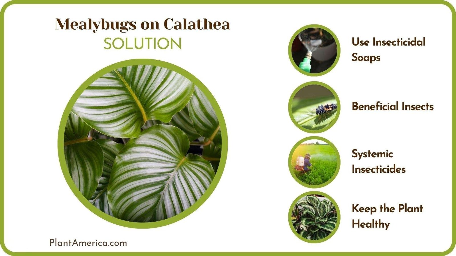 Cures of Mealybugs on Calathea ~ Plant America