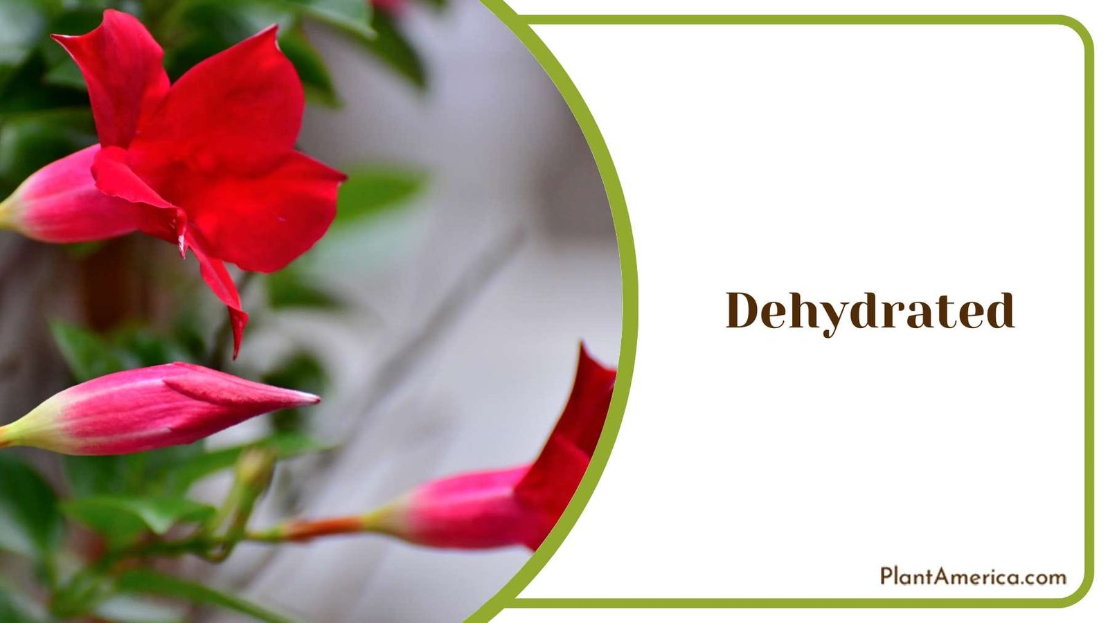 Dehydrated Mandevilla Plants Plant America Dehydrated Mandevilla Plants Plant America