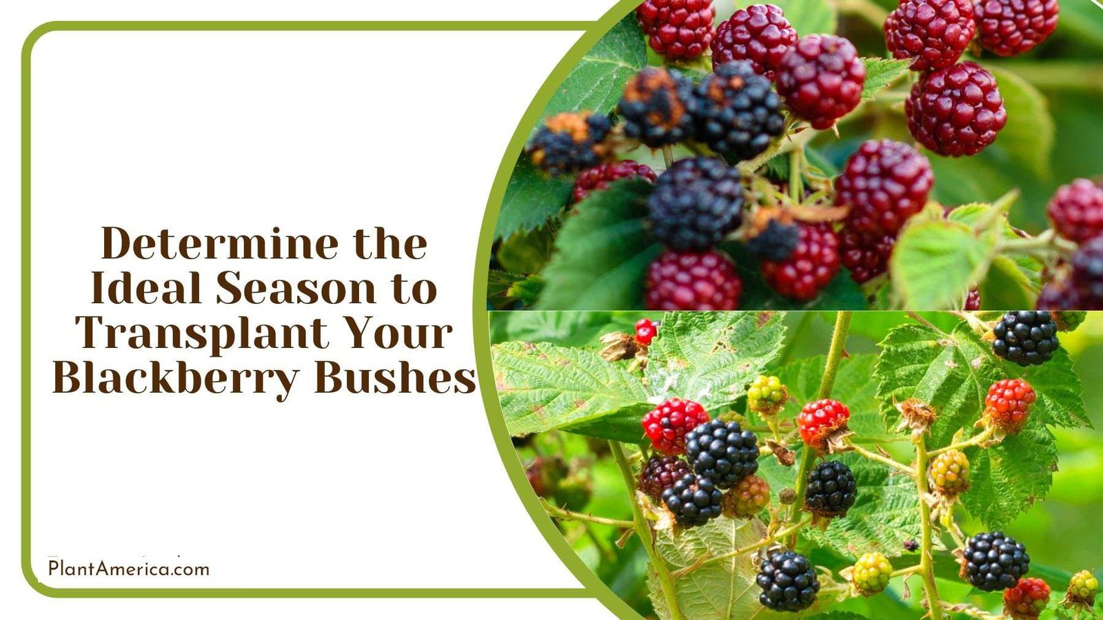 Determining Ideal Season to Transplant Blackberry Bushes Plant America