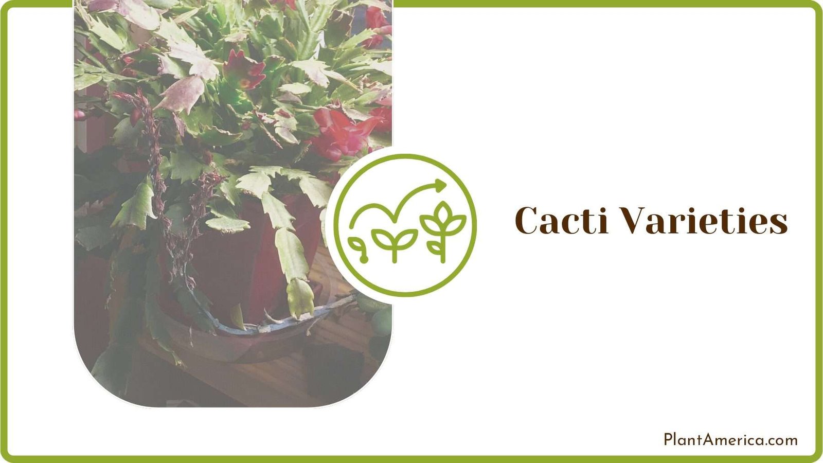 Differences Between the Cacti Varieties Plant America Differences Between the Cacti Varieties Plant America