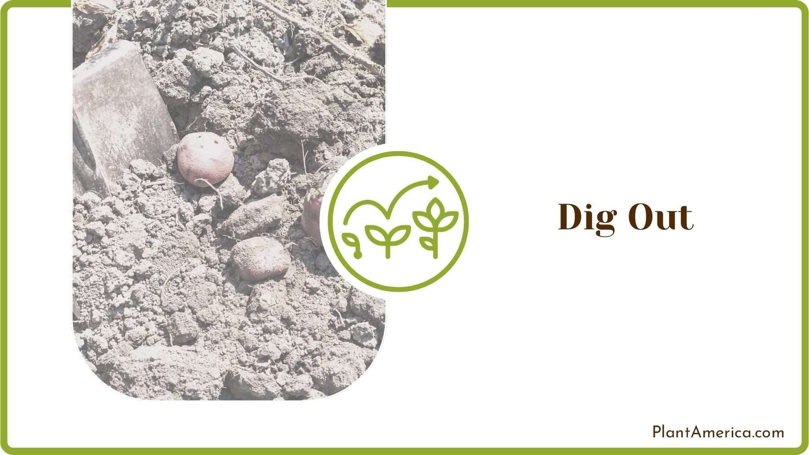 Dig Out for Peony Plant America Dig Out for Peony Plant America