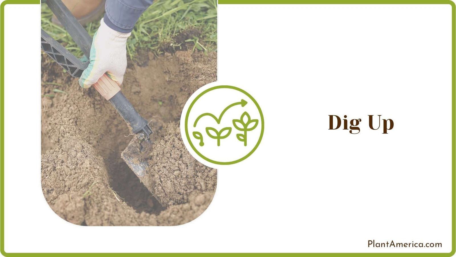 Dig Up the Hawthorn Bush PlantAmerica Dig Up the Hawthorn Bush PlantAmerica