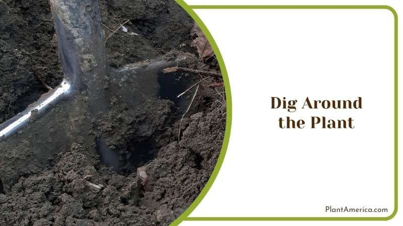 Digging Around Red Yucca Plant Plant America