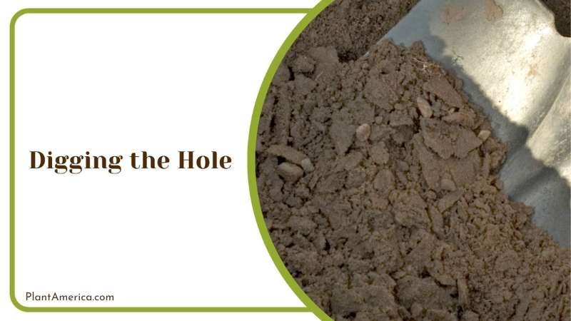 Digging Hole for Juniper Plant America