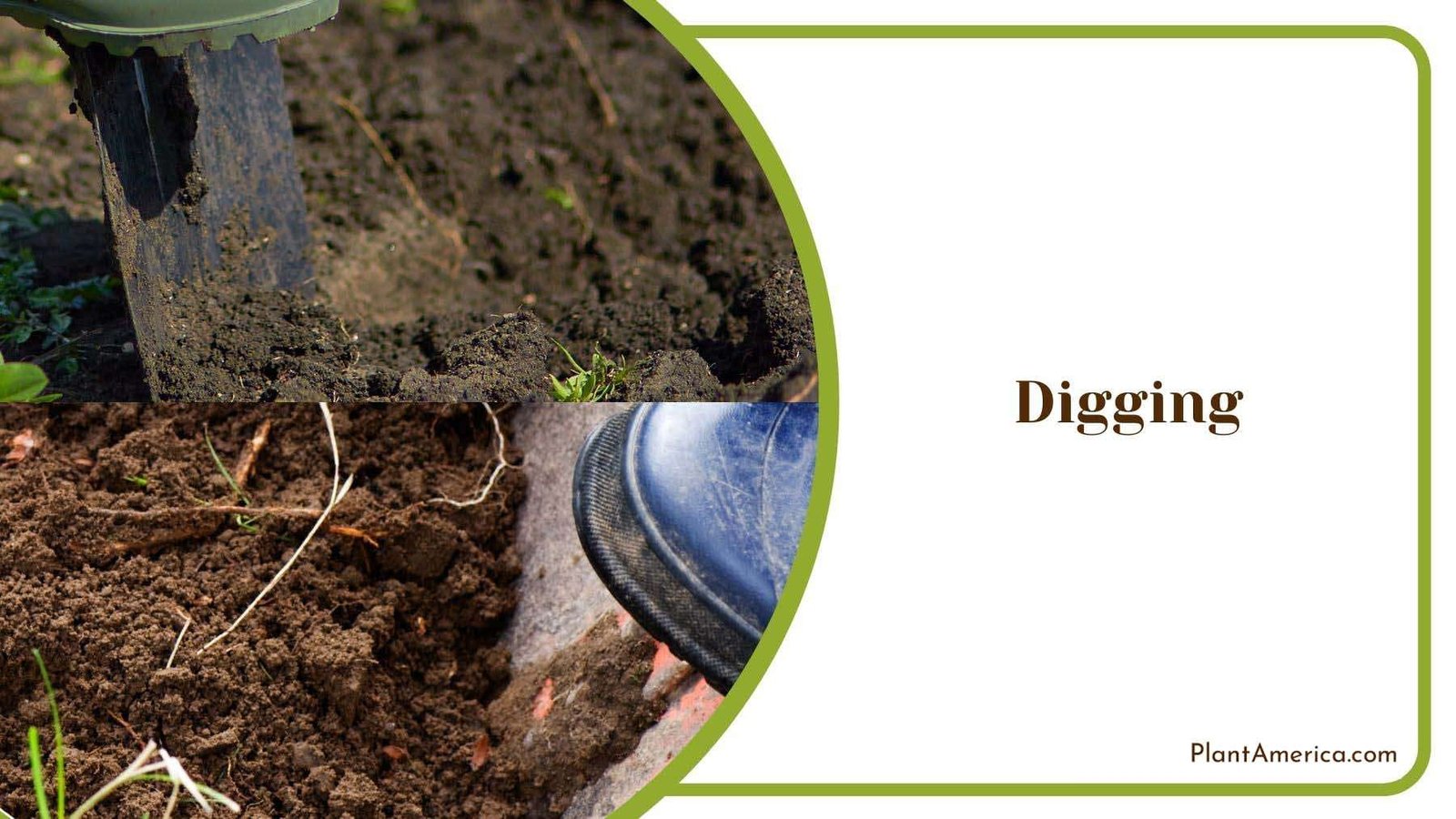 Digging Hole for Pineapple Plant Plant America