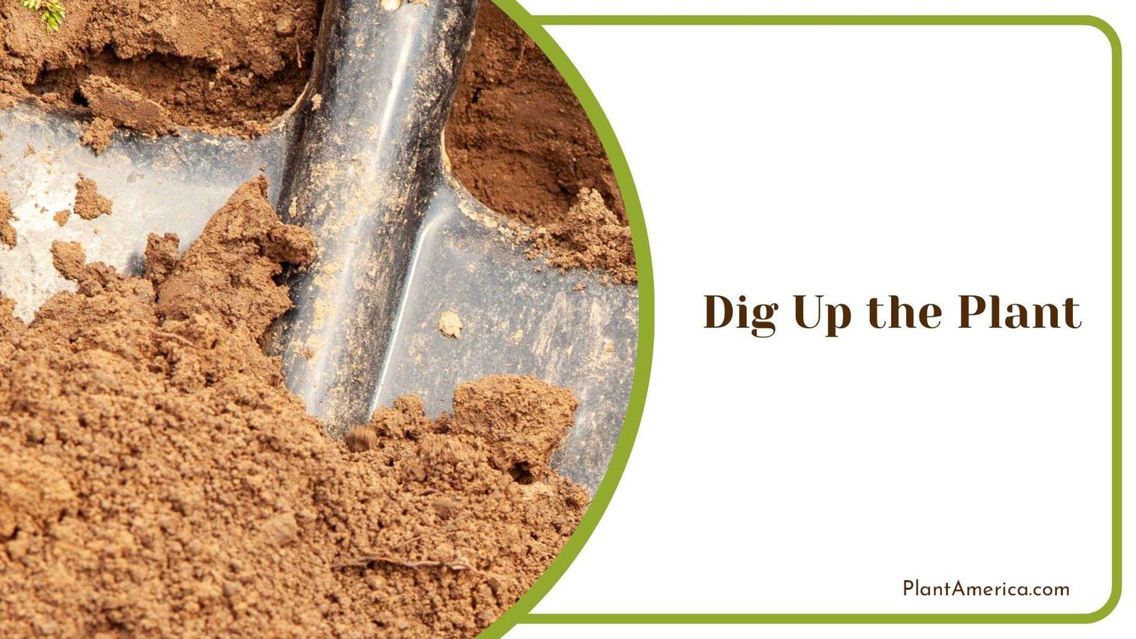Digging Up Woodland Sunflower Plant Plant America