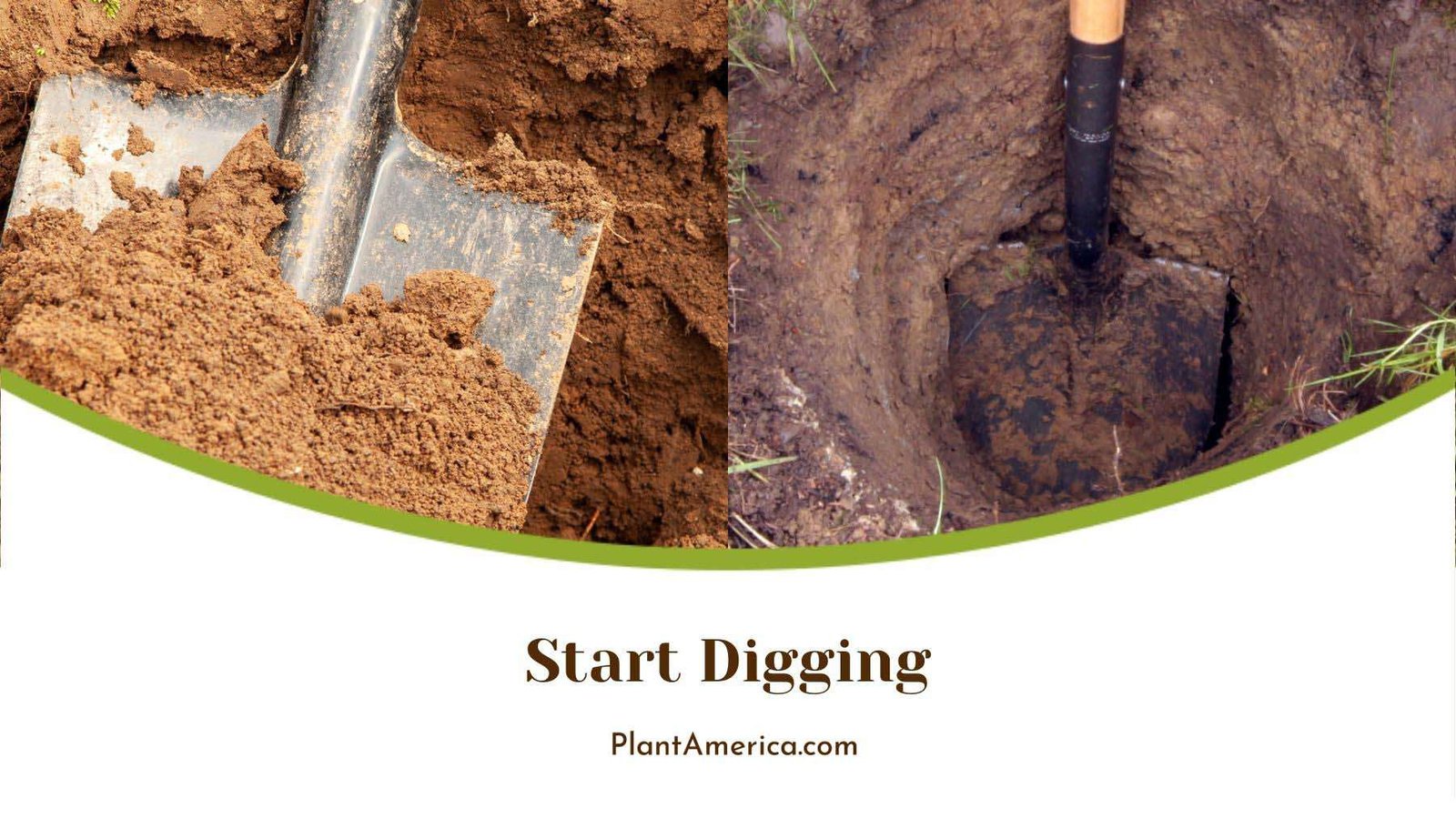Digging for White Bud Tree Plant America
