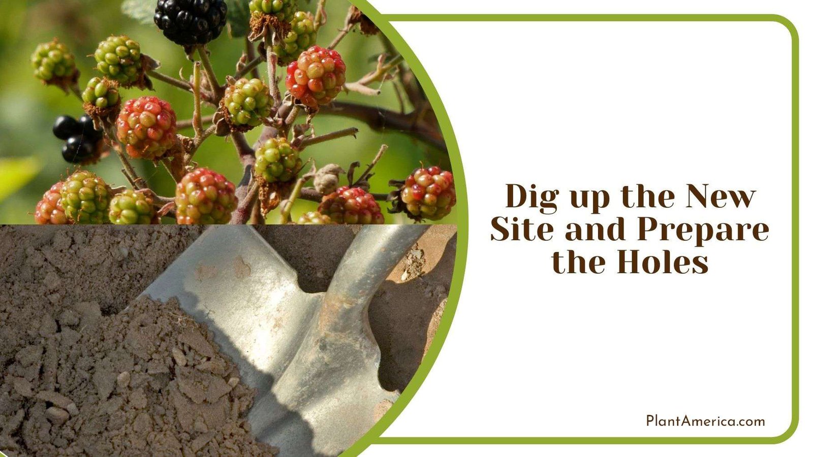 Digging up New Site and Preparing the Holes Plant America
