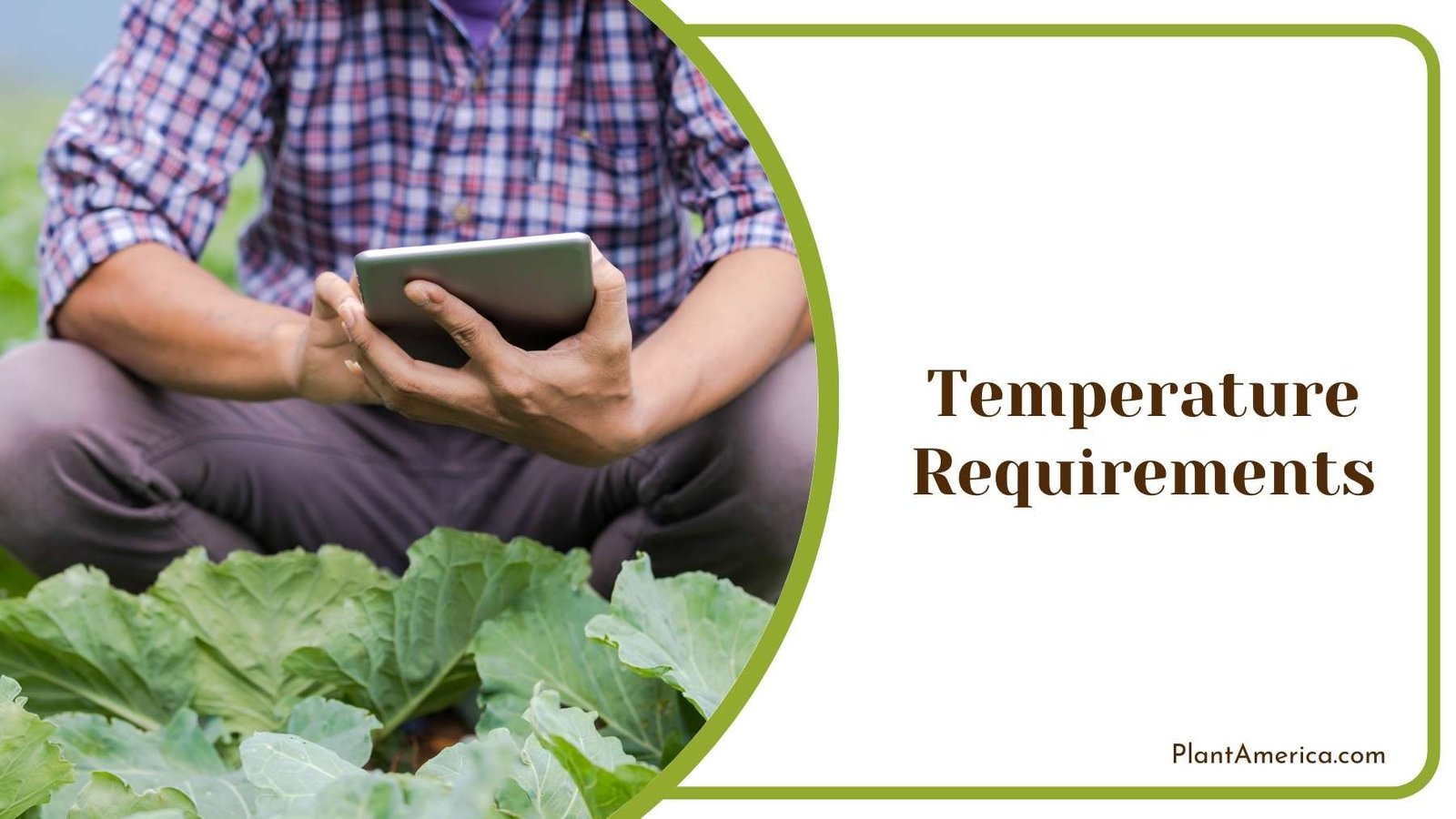 Digital Thermometer In Hands of a Farmer Plant America