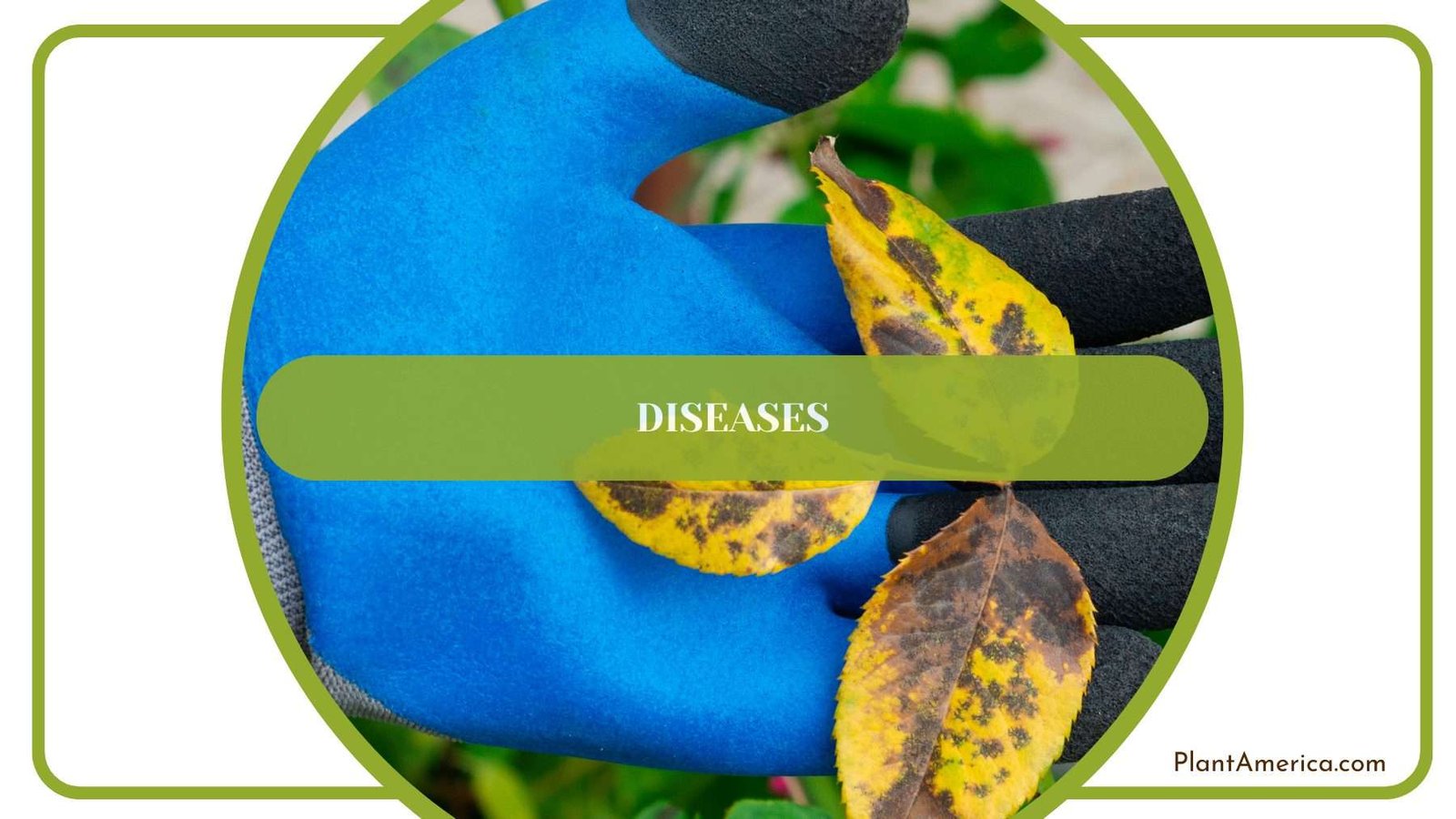 Diseases of Rufibarba Plant America