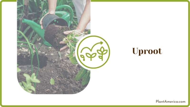 Divide Plants Plant America