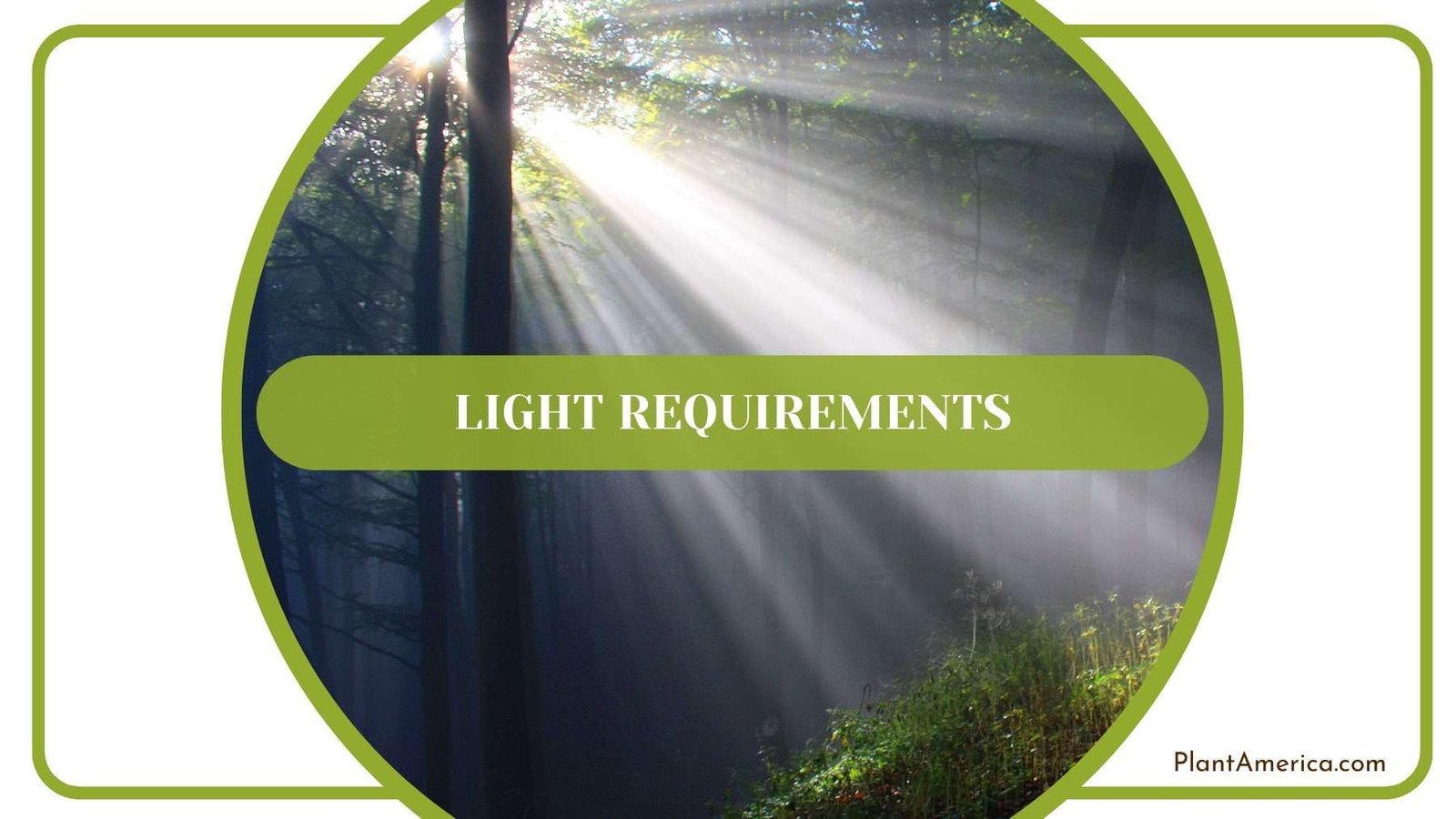 Dorayaki Light Requirements Plant America