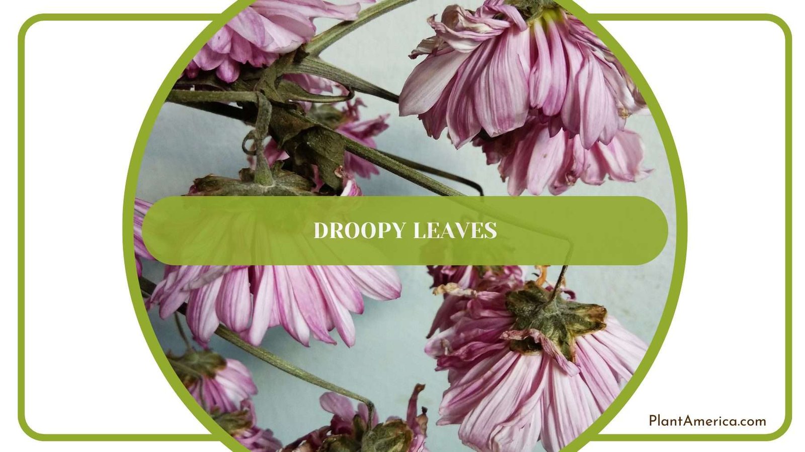 Droopy Leaves of Macrorrhiza Plant America