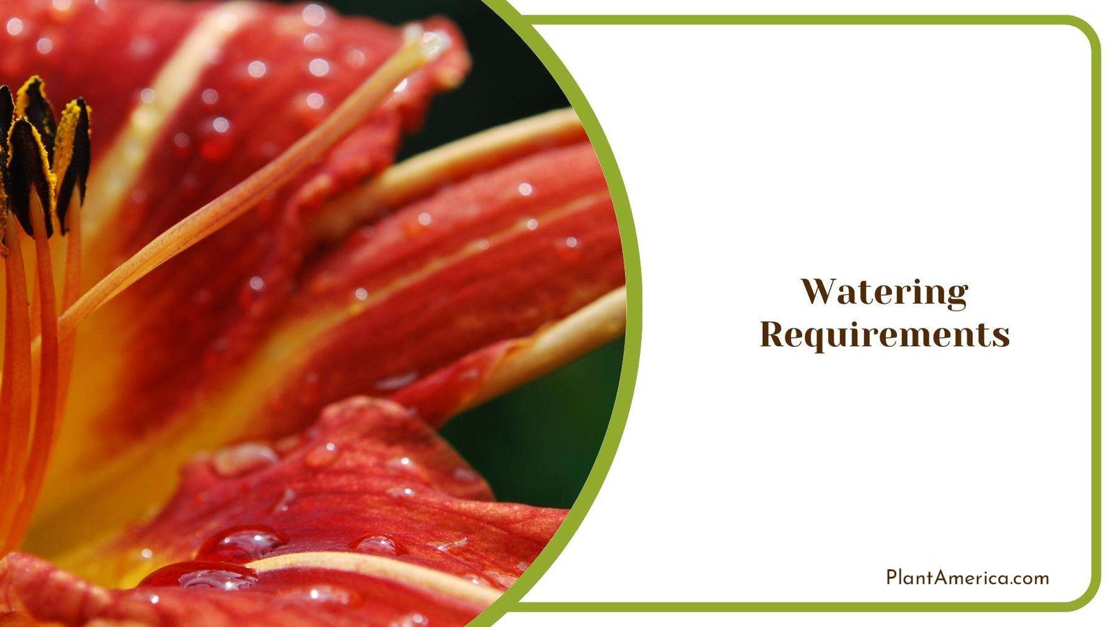 Drops Of Water On Daylily Flower Plant America