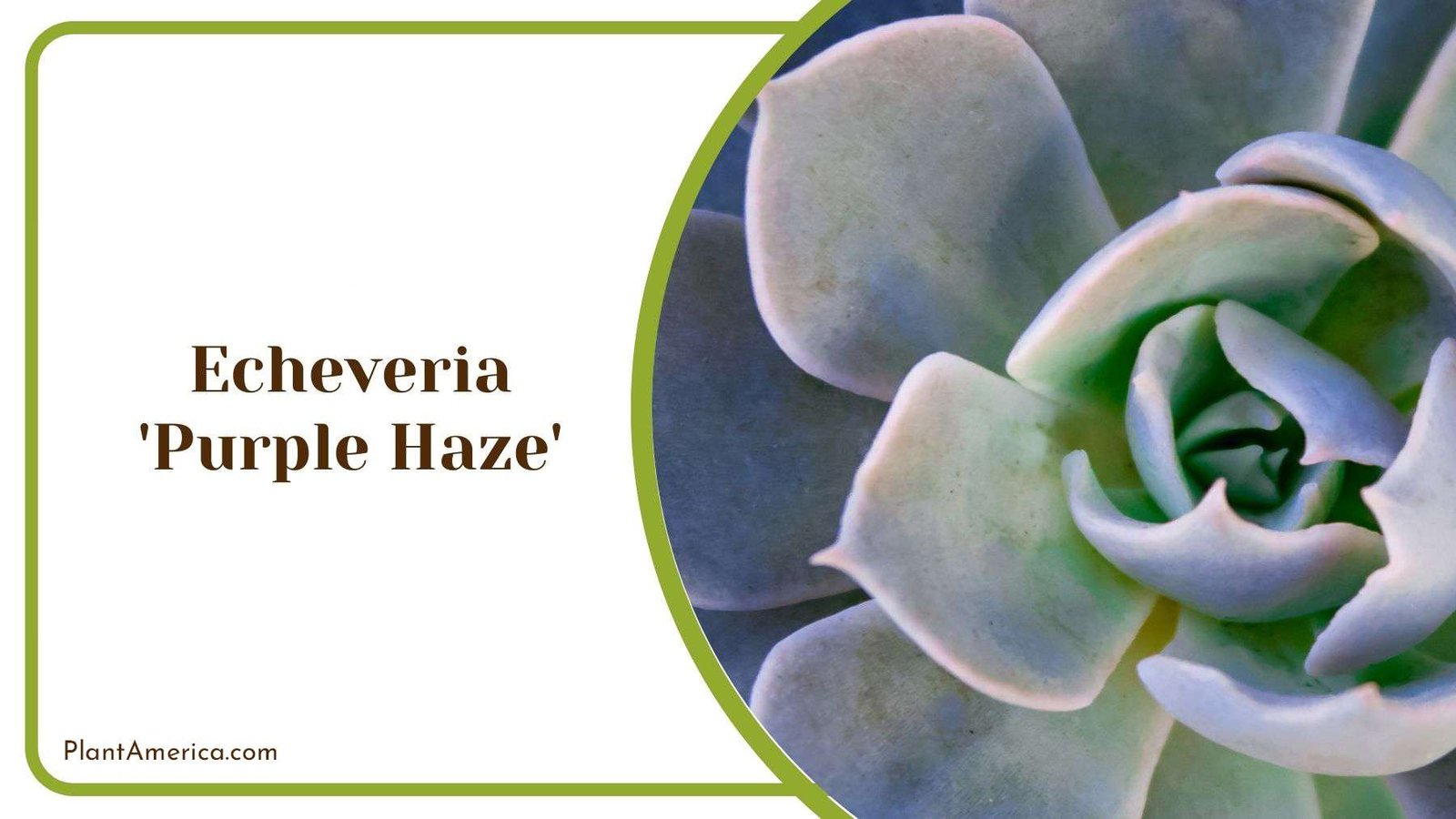 Echeveria Purple Haze Succulent Plant America