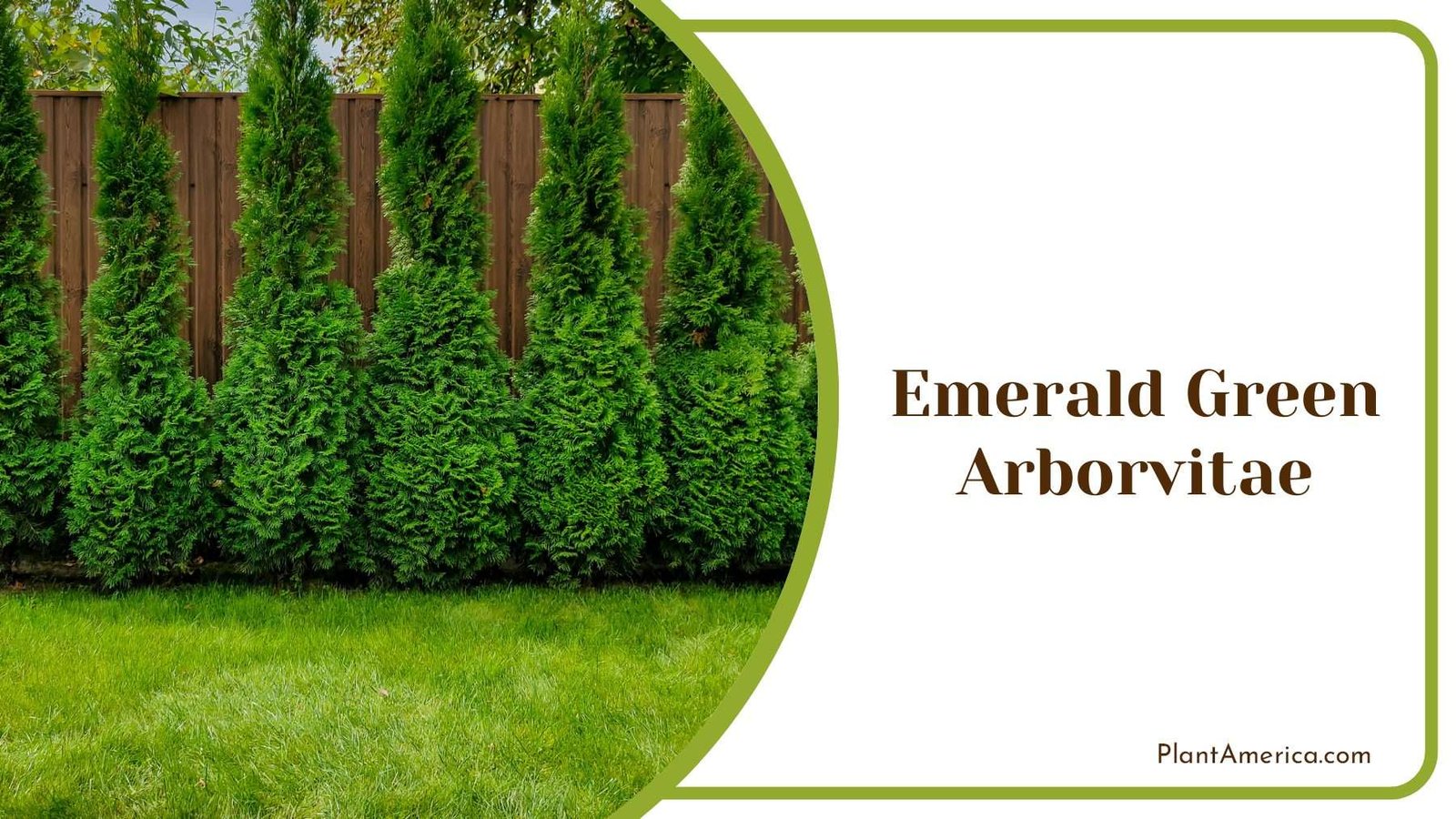 Emerald Green Arborvitae Home Decor Plant America