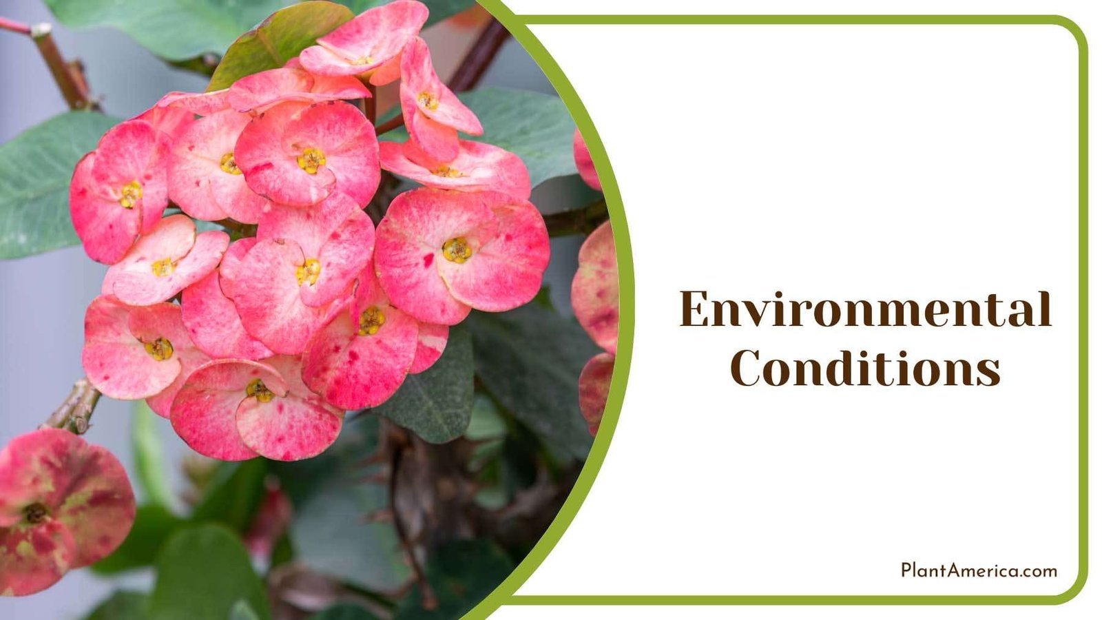 Environmental Conditions in Garden Plant America Environmental Conditions in Garden Plant America